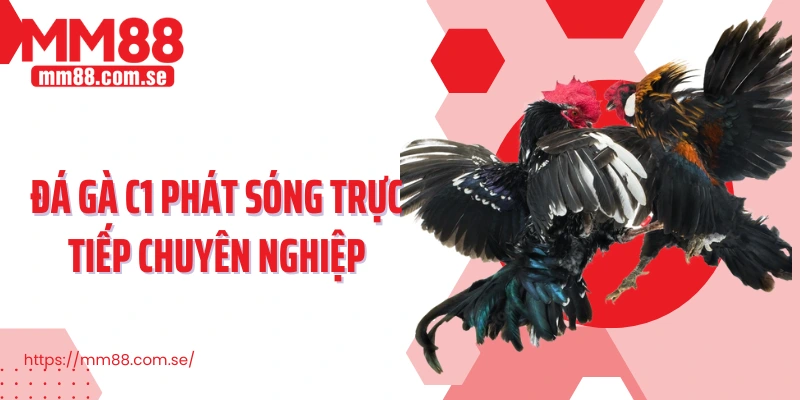 Đá gà C1 phát sóng trực tiếp chuyên nghiệp