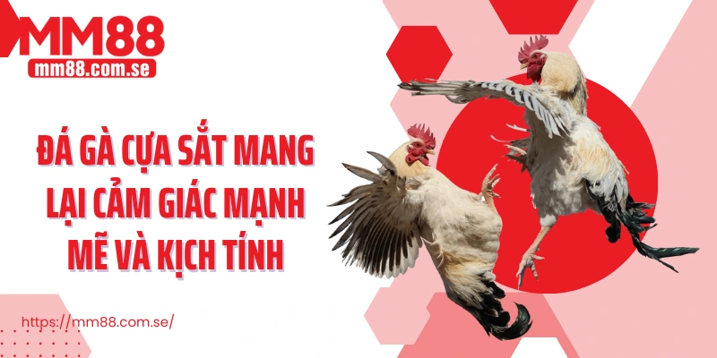 Đá gà cựa sắt mang lại cảm giác mạnh mẽ và kịch tính