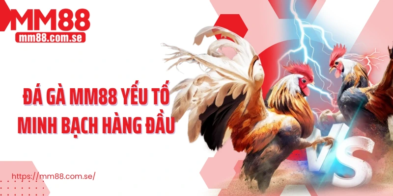 Đá gà MM88 yếu tố minh bạch hàng đầu